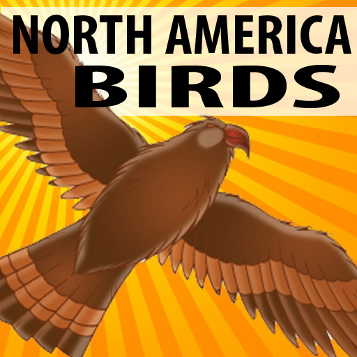 North America Birds