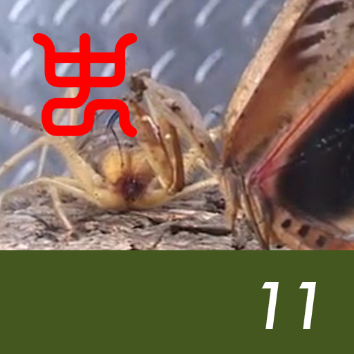 Insect arena 5 - 11.Belly wind scorpion VS Eyeball dead leaf mantis