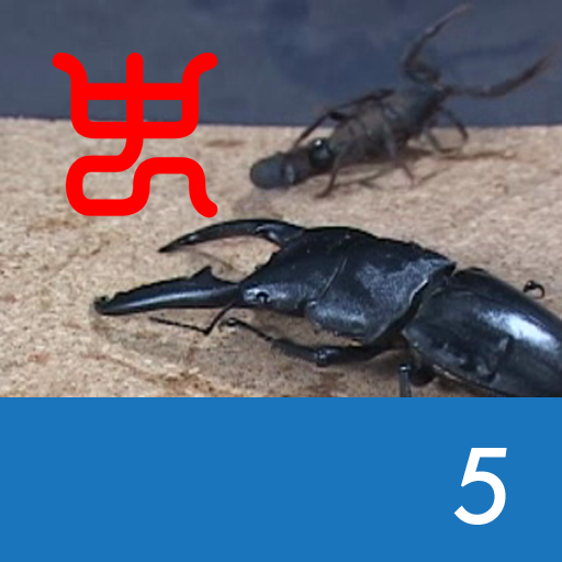 Insect Arena 2 – 5.Palawan stag beetle VS South african fat tail