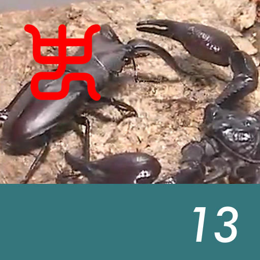 Insect arena 6 - 13.Amami saw stag beetle VS Asian forest scorpion
