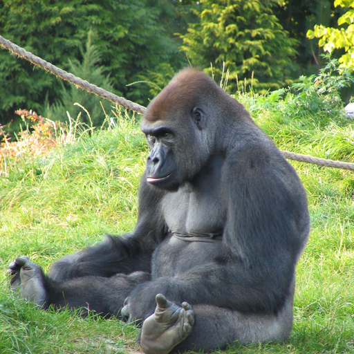 Gorillas Study Guide