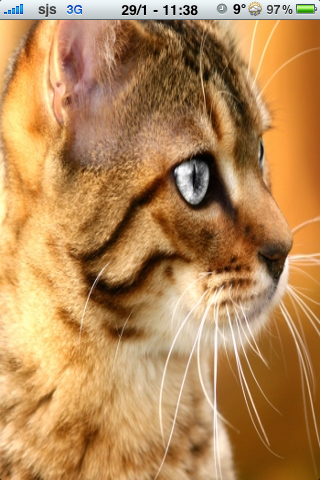 Silver Eyed Cat Slide Puzzle image #1