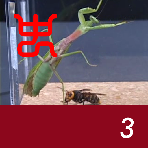 Insect arena 3 - 3.Asian giant hornet VS Malay giant mantis