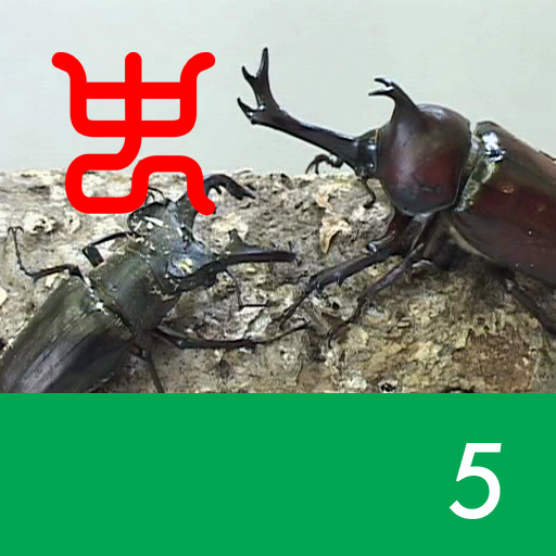 The world's strongest king of insect decision Vol.1 - 5.Miyama stag beetle VS Japanese horned beetle