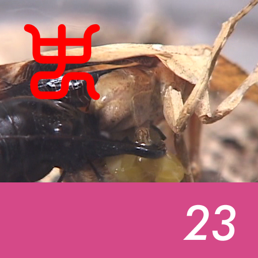 Insect arena 8 - 23.Manticora tiger beetle VS Dead leaf mantis