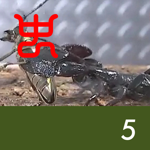 Insect arena 5 - 5.Emperor scorpion VS White striped longicorn beetle
