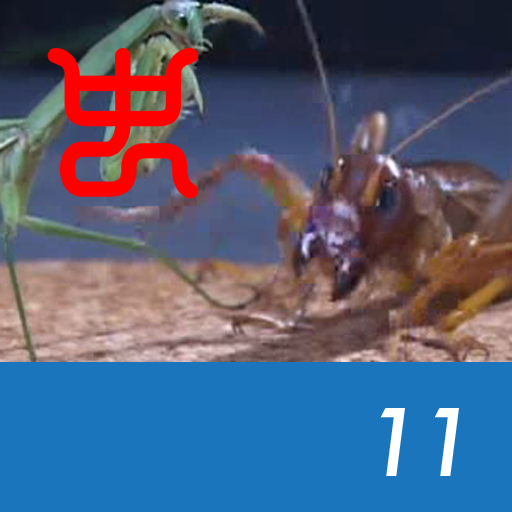 Insect Arena 2 - 11.Riock VS Praying mantis