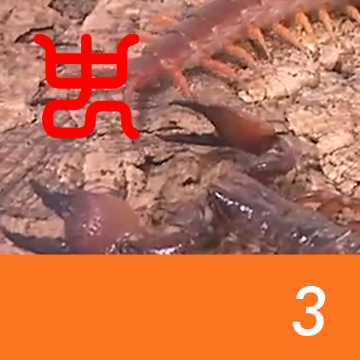 Insect arena 7 - 3.Red claw emperor scorpion VS Philippine giant centipede