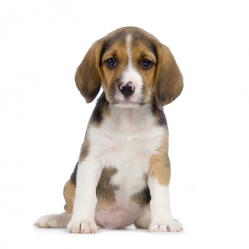 SlidePuzzle - Beagle icon
