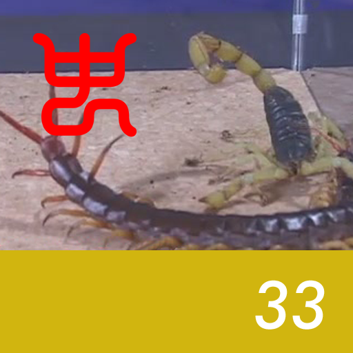 Insect arena 4 - 33.Vietnam giant centipede VS Desert hairy