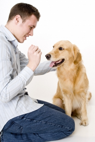 iGuides - Teach Your Dog To Sit image #1