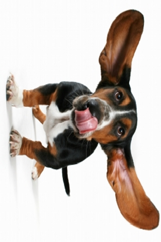 Flying Dog Slide Puzzle image #1