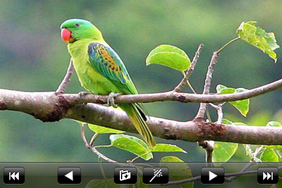 App Shopper: Colorful Parrots (Photography)