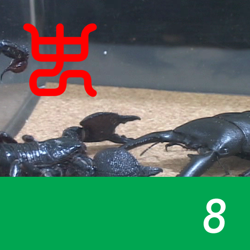 The world's strongest king of insect decision Vol.1 - 8.Palawan stag beetle VS Emperor scorpion