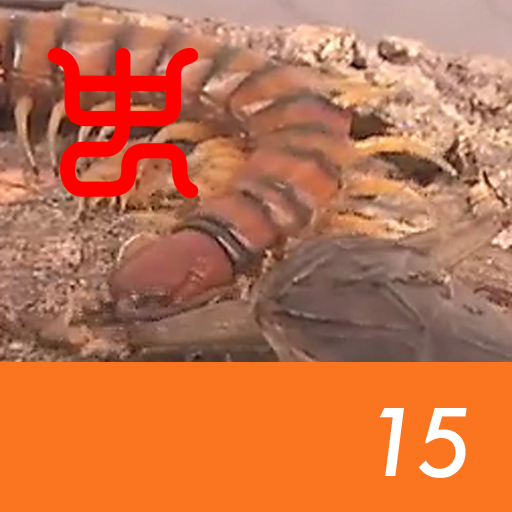 Insect arena 7 - 15.Giant water bug VS Haitian giant centipede