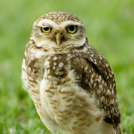 SlidePuzzle - Owl icon