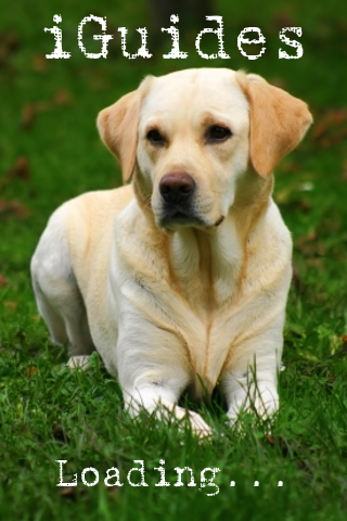 iGuides - Basics of Dog Training image #1