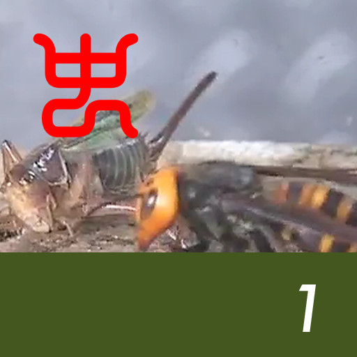 Insect arena 5 - 1.Long-horned grasshopper VS Asian giant hornet