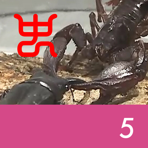 Insect arena 8 - 5.Tokara stag beetle VS Emperor scorpion