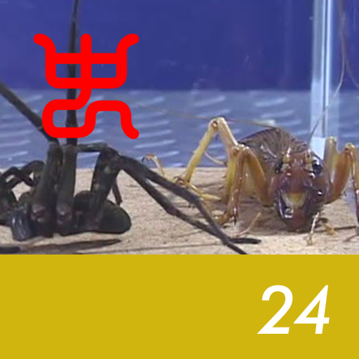 Insect arena 4 - 24.Riock (female) VS Okinawan blue spider