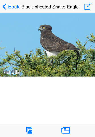 Animals of Kruger - náhled