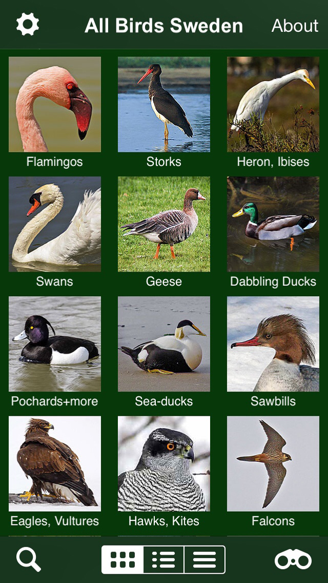 List of Birds Found in Sweden with Pictures