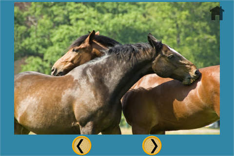 funny horses for kids - free game - náhled