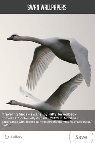 Swan Wallpapers - náhled