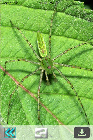 Insect Wallpapers-Best Nature Backgrounds & Images - náhled