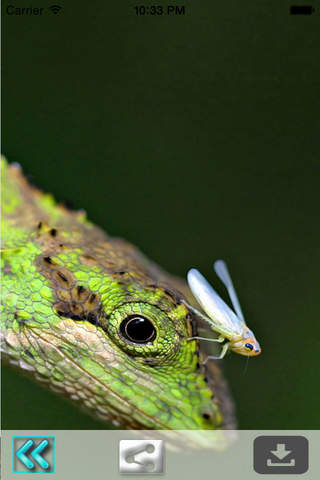 Insect Wallpapers-Best Nature Backgrounds & Images - náhled