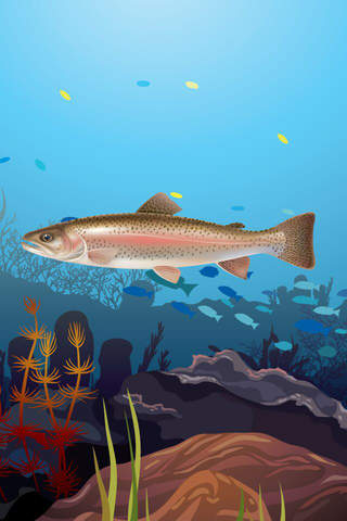 Marketable Fish Flashcards: English Vocabulary Lea - náhled