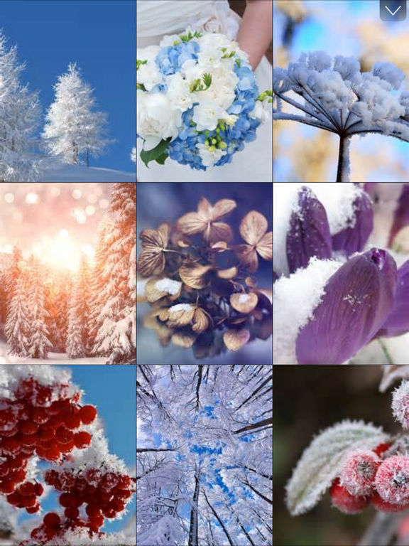 Winter Flowers Wallpapers For This Christmas Fest | Apps | 148Apps