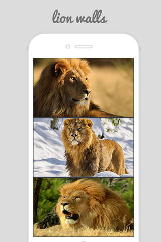 Lion Wallpapers - Big Cats ! - náhled