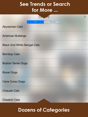 Cats & Dogs Wallpapers HD - Cute Puppies & Kittens screenshot 8