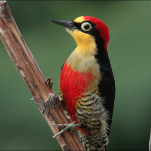 Woodpeckers Wiki