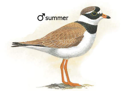 eGuide to the Handbook of Bird Identification for  - náhled