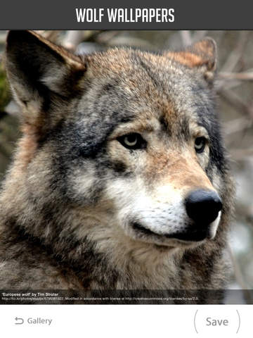 Wolf Wallpaper screenshot 9