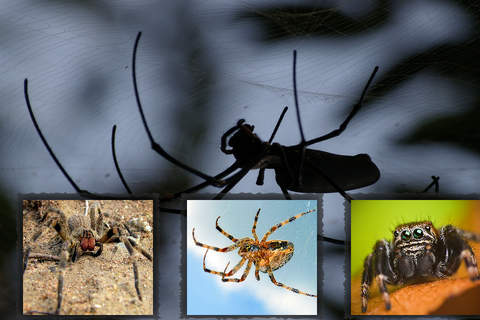 The Best Spiders - náhled