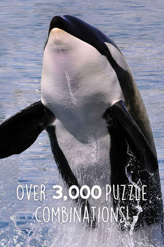 Orca Puzzles for Kids Free Jigsaw Wonder Edition - náhled
