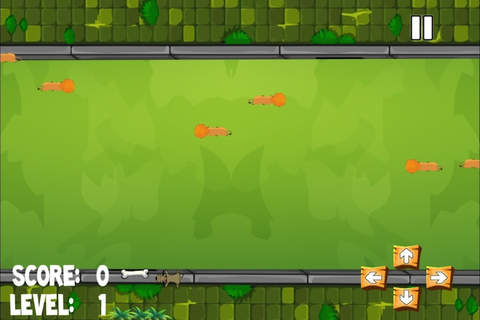 A Flash Dog in the Park Tasting Bones Around A Fur - náhled