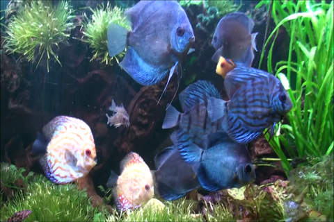 Sea Life Videos - Discover Ocean & Marine Creature - náhled