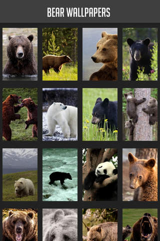 Bear Wallpaper - náhled