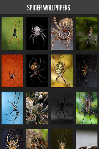Spider Wallpapers - náhled