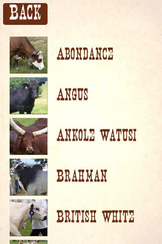 Cattle Breeds: Various Types of Cattle - náhled